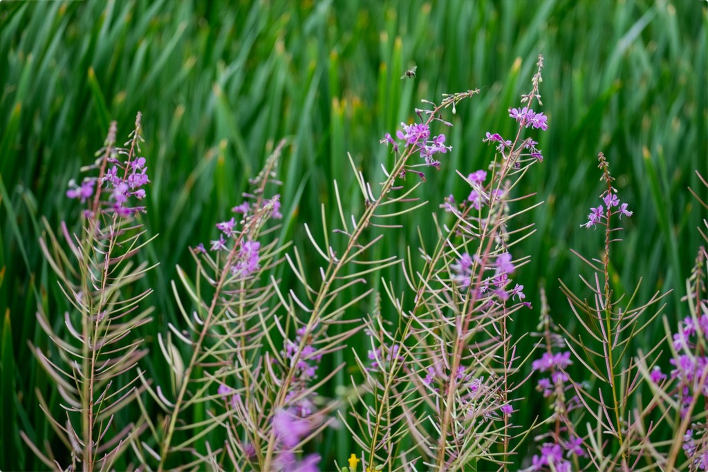 Purple Wildflowers + Bee