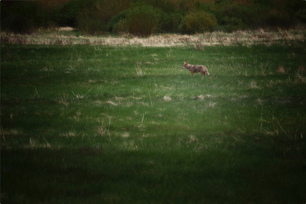 Rocky Mountain Coyote