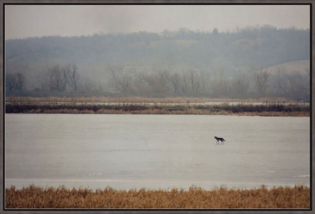 Coyote on Frozen Lake