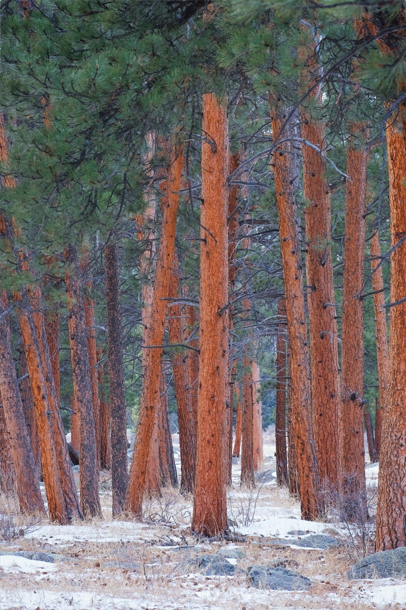 Snowy Pines Vertical