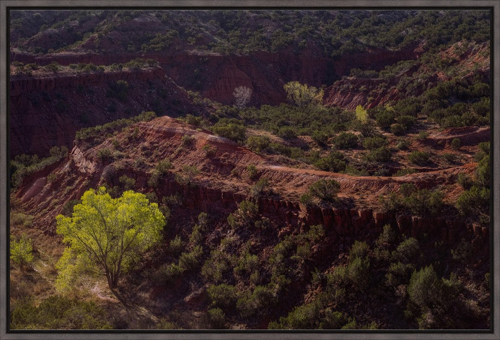 Canyon Spring