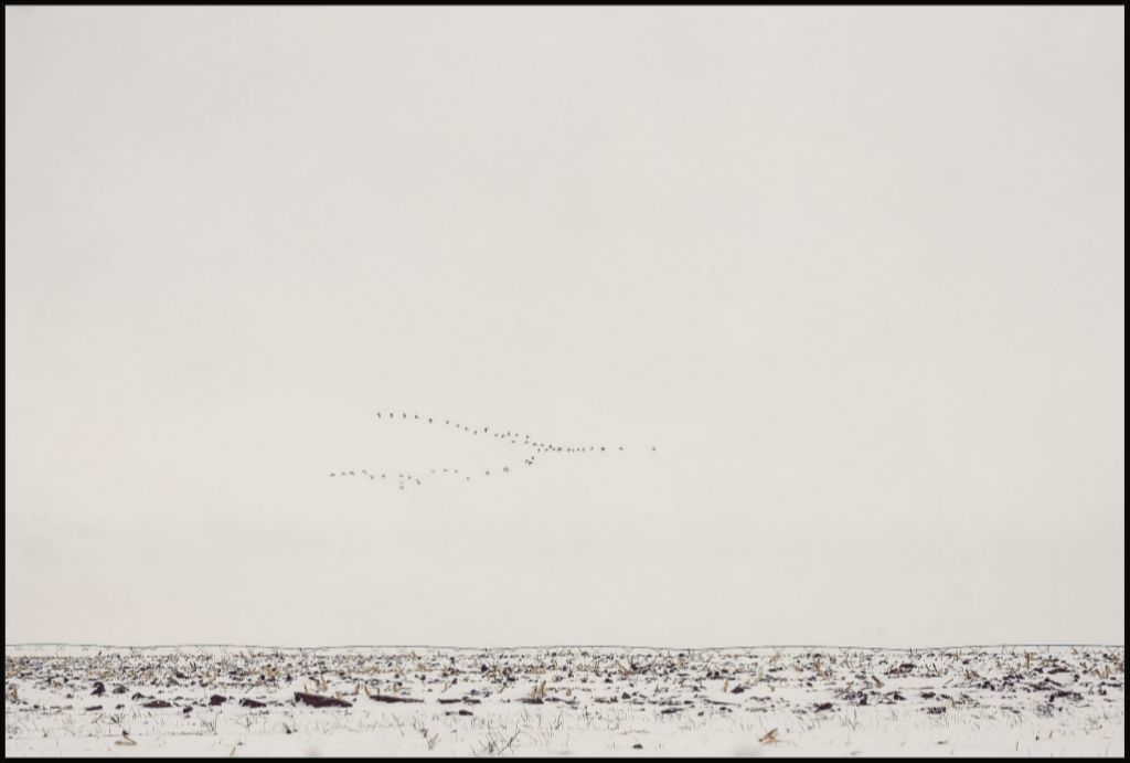 Geese Over Snowy Field