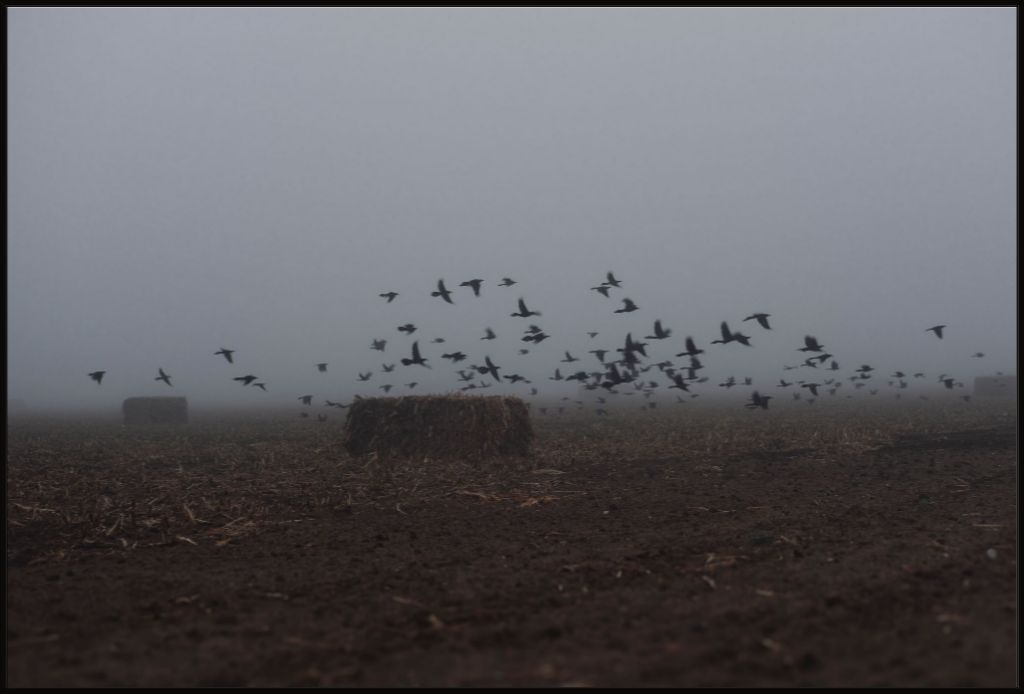 Foggy Field with Grackles