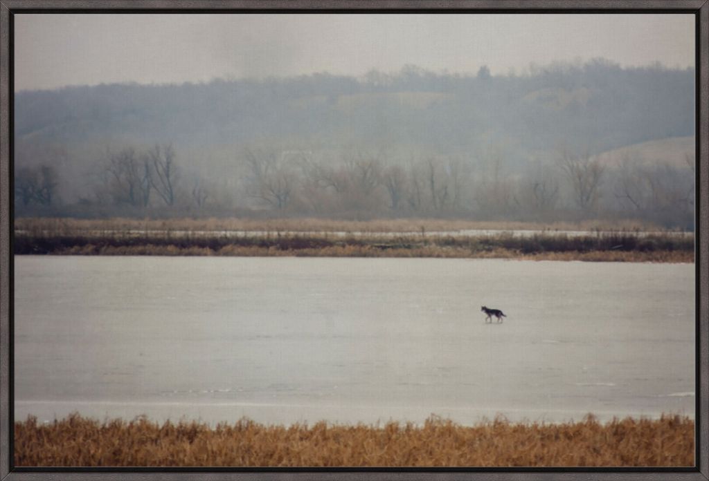 Coyote on Frozen Lake