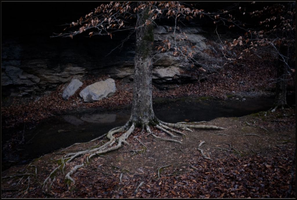 Winter Roots