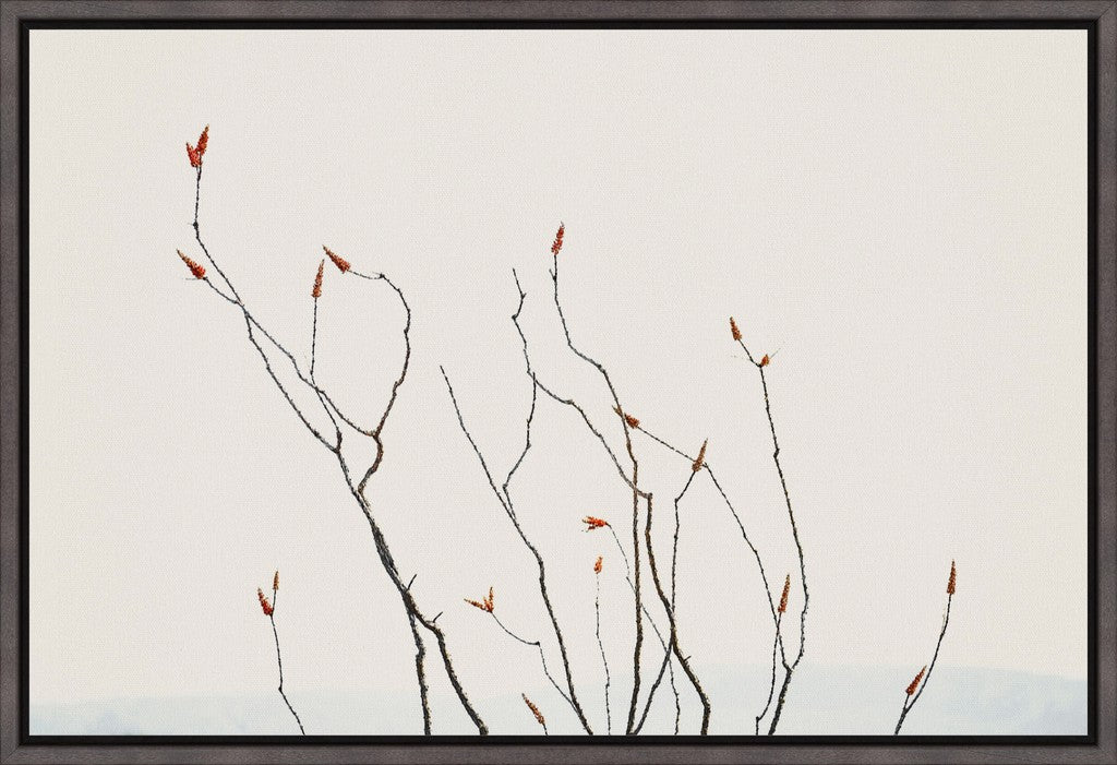 Ocotillo Against Bright Sky with Mountains