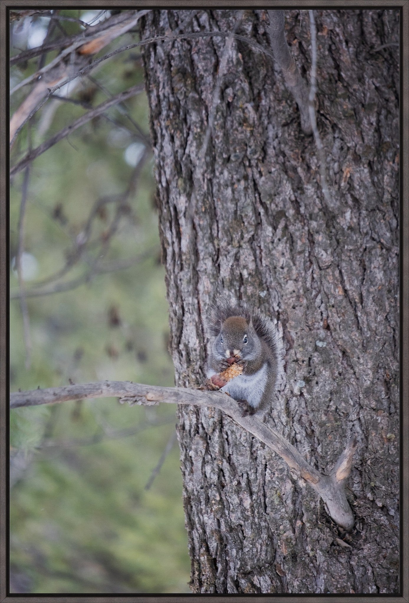 Squirrel & Pine Cone II