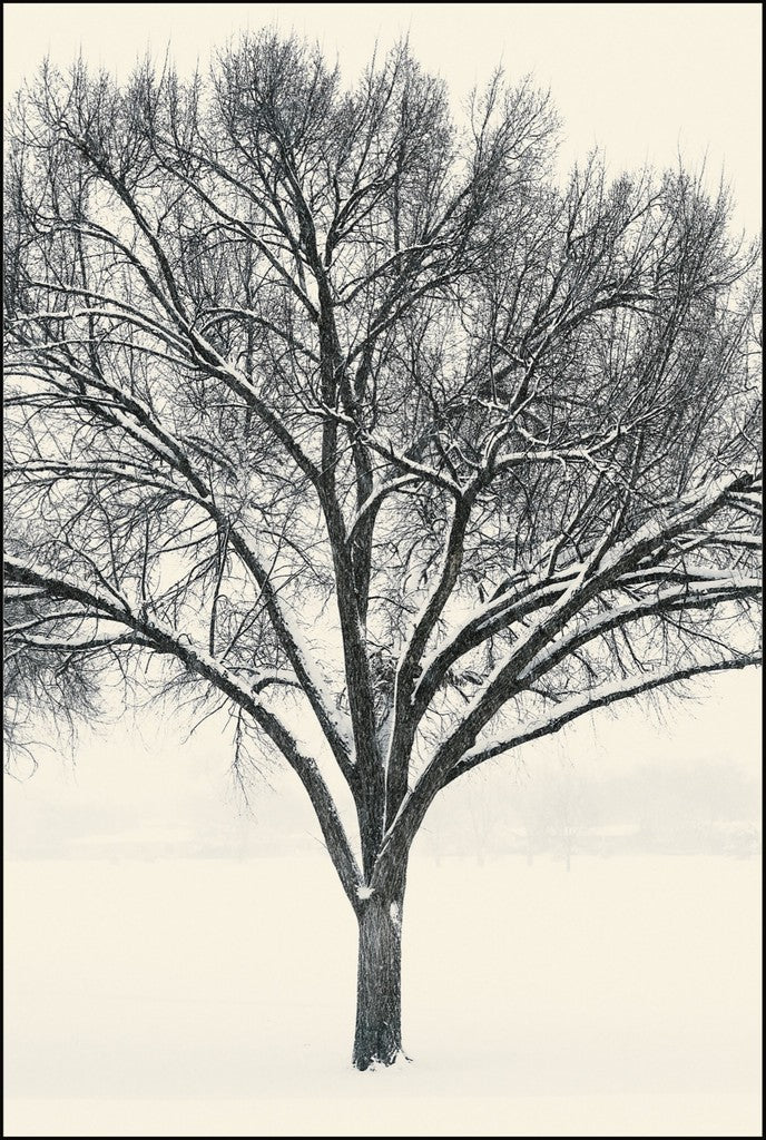 Monochrome Tree in Snow I
