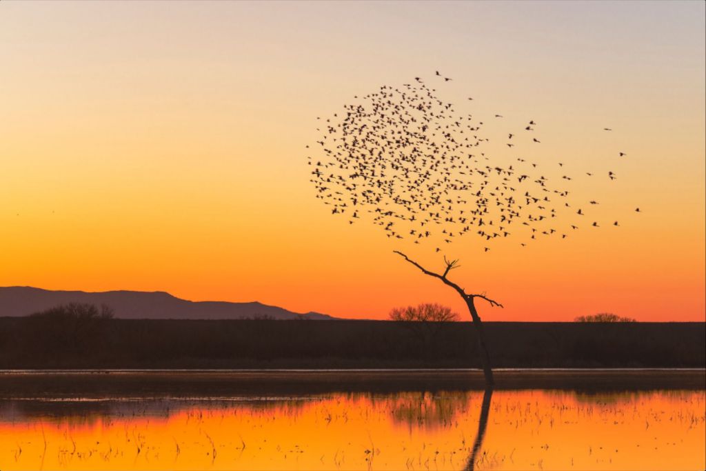 Bosque Morning Glow with Birds