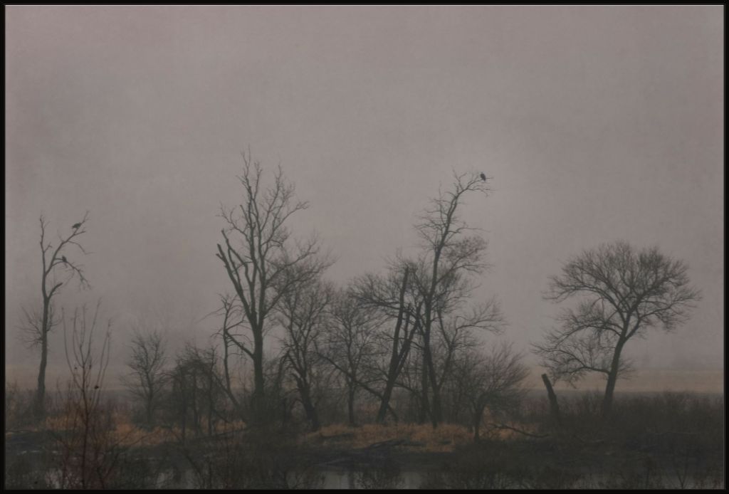 Wetlands Scene