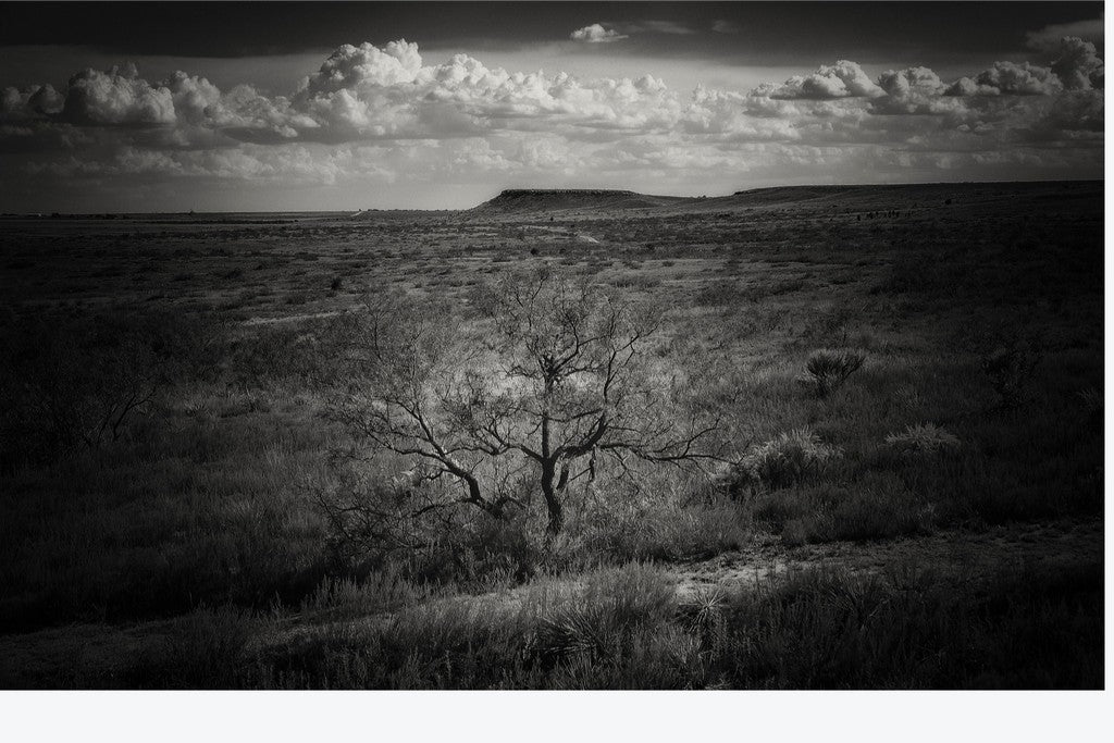 Muleshoe Monochrome