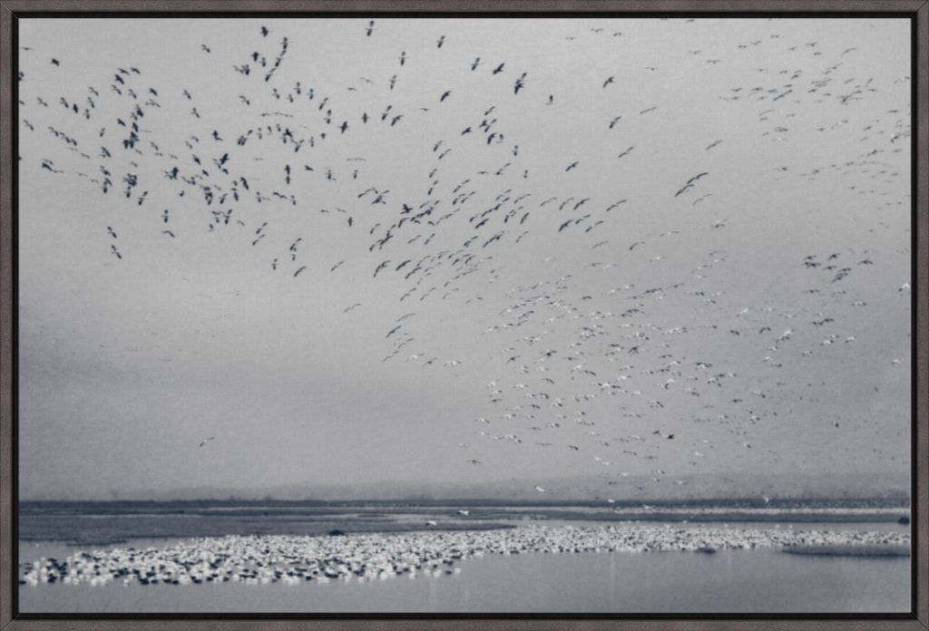 Snow Goose Cyanotype I