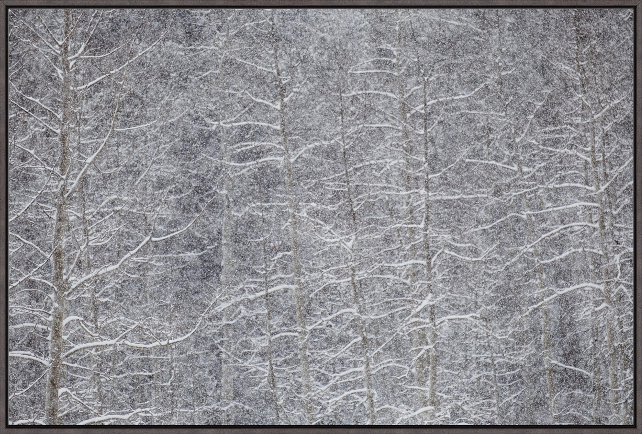 Heavy Snow & Forest Abstract IV