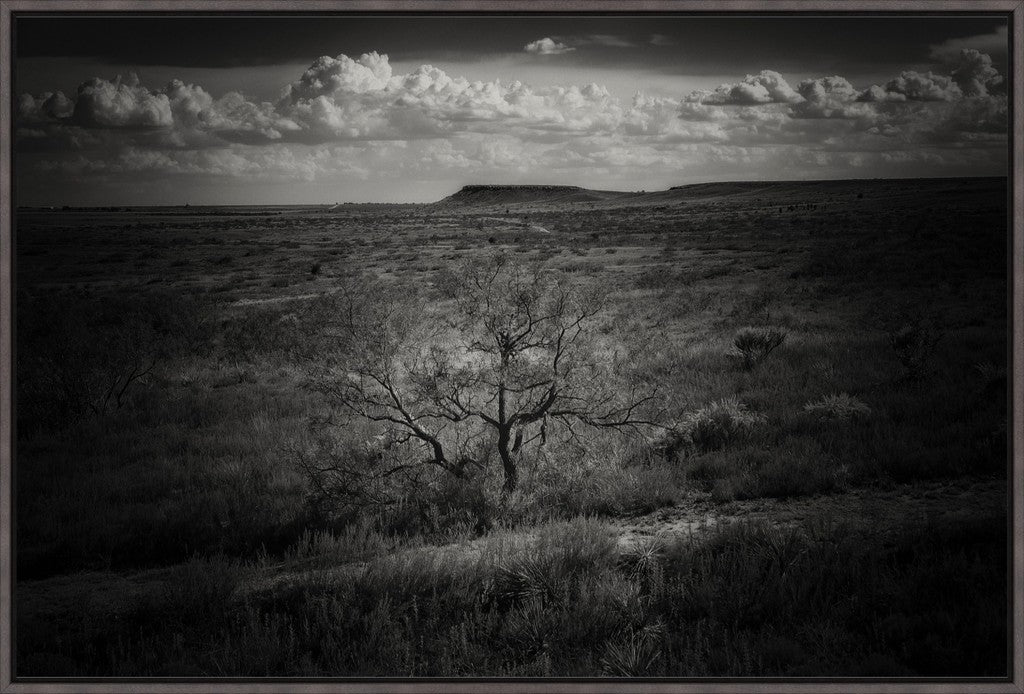 Muleshoe Monochrome