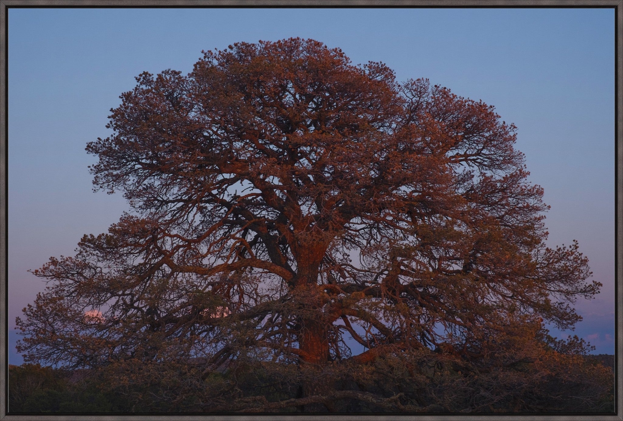 Blue Hour Pine