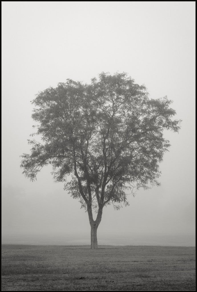 Tree in Fog