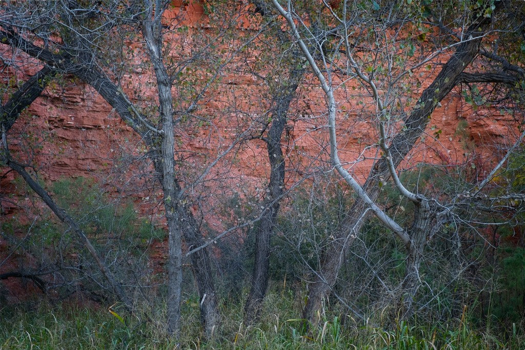 Cottonwoods and Red Rock