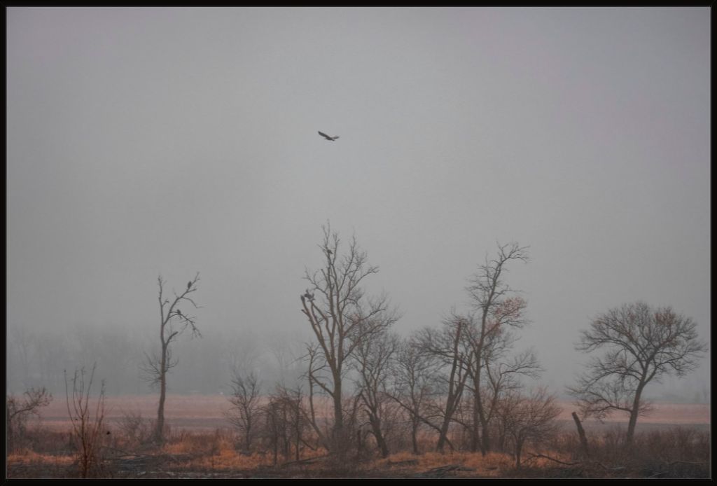 Wetlands Flight