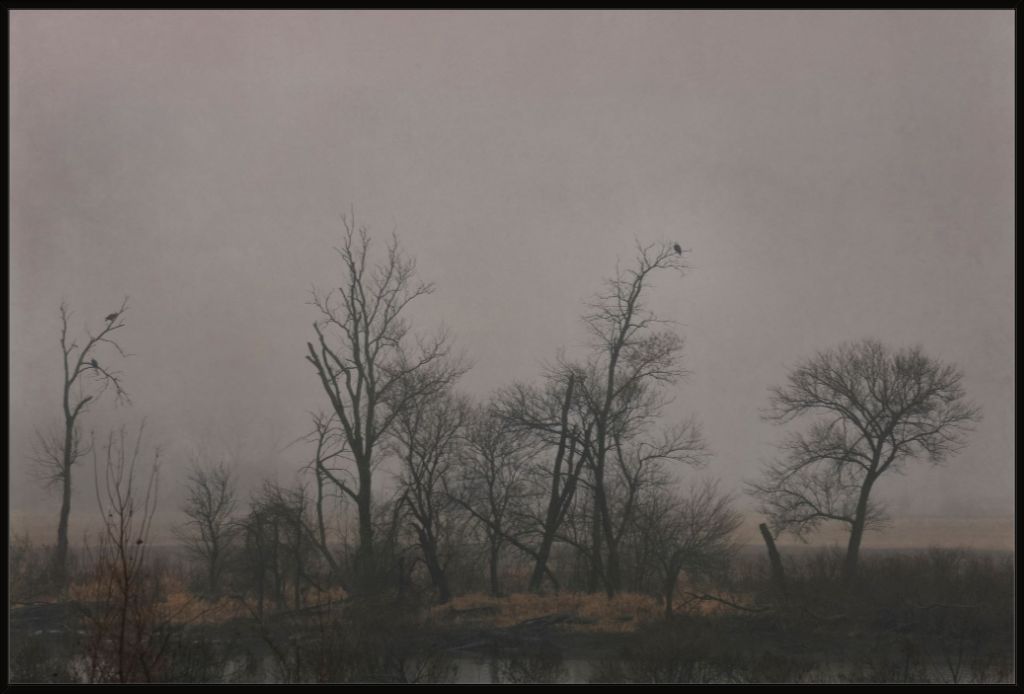 Wetlands Scene