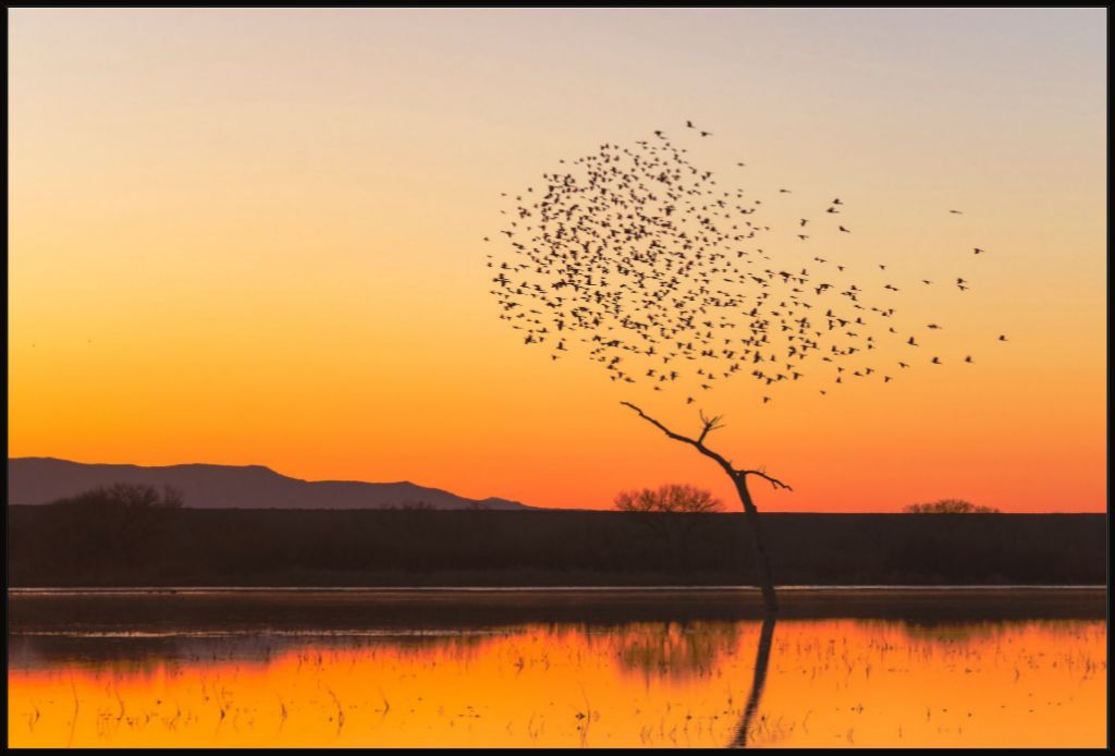 Bosque Morning Glow with Birds