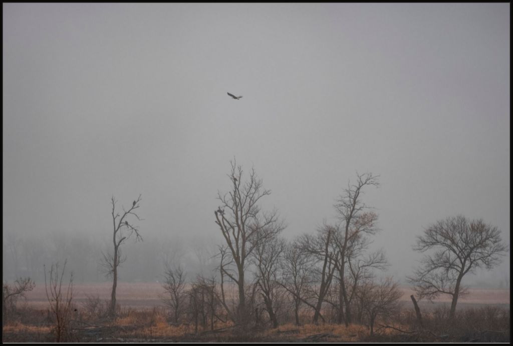 Wetlands Flight