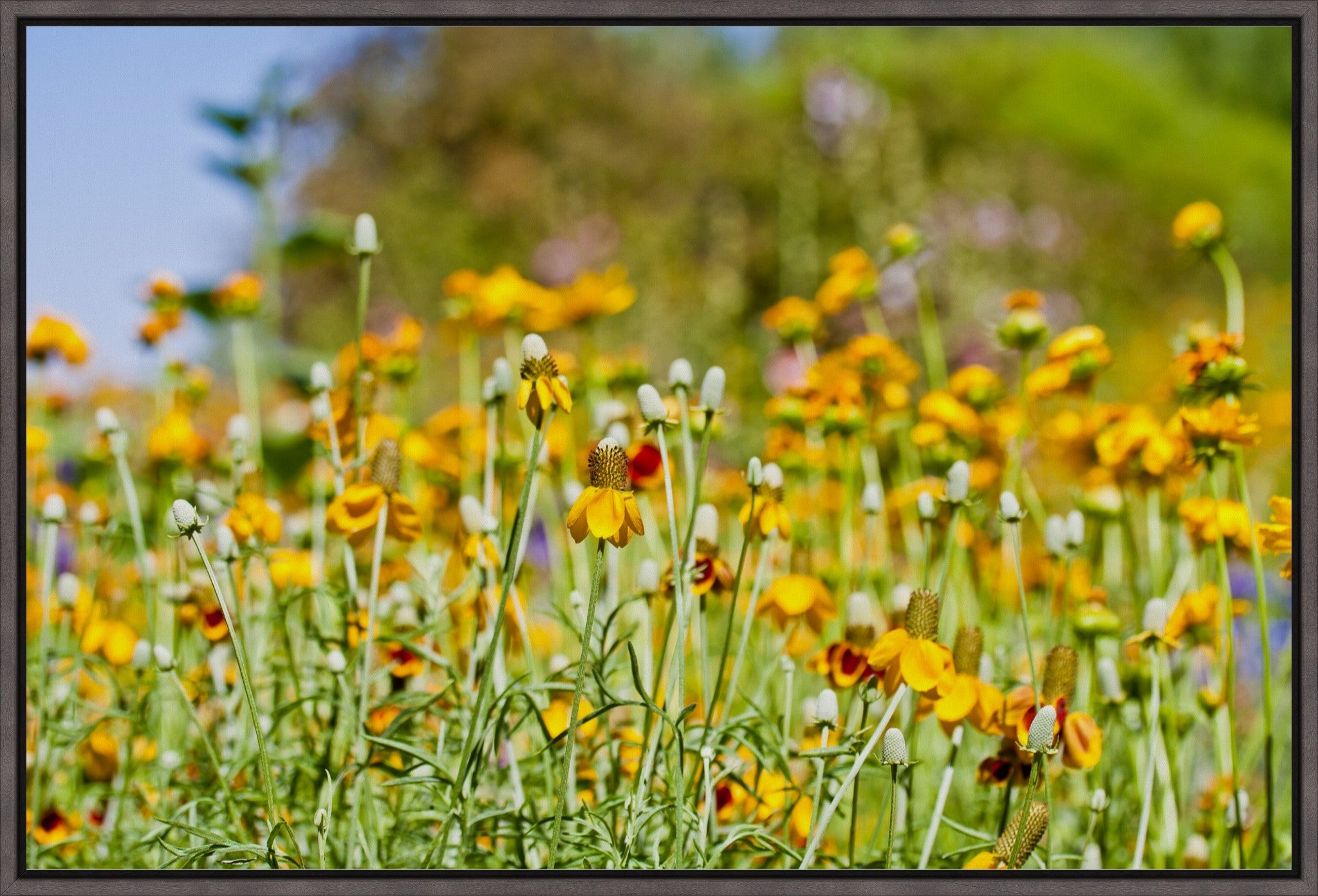 Summer Wildflowers