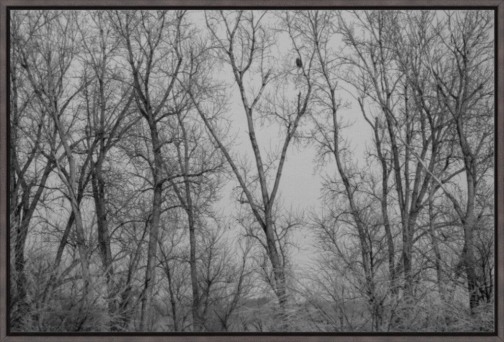 Eagle Perched in Icy Branches BW