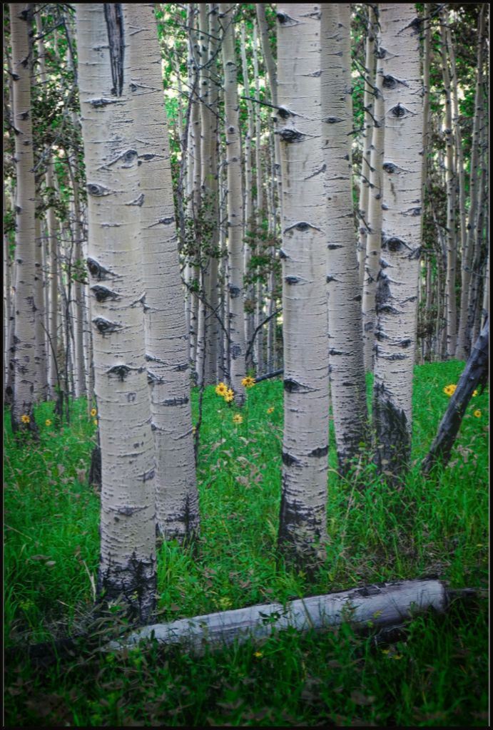 Wild Sunflowers and Trembling Aspens