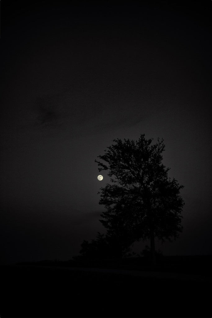 Full Moon and Tree Silhouette