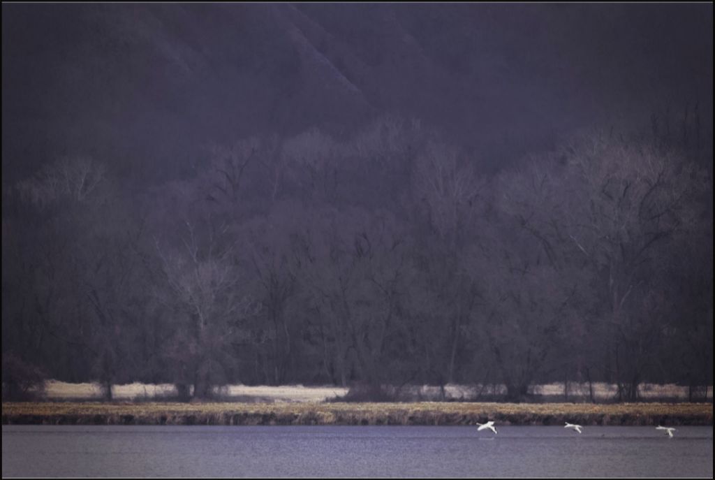 Snow Geese Take Flight