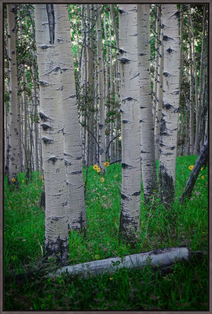 Wild Sunflowers and Trembling Aspens