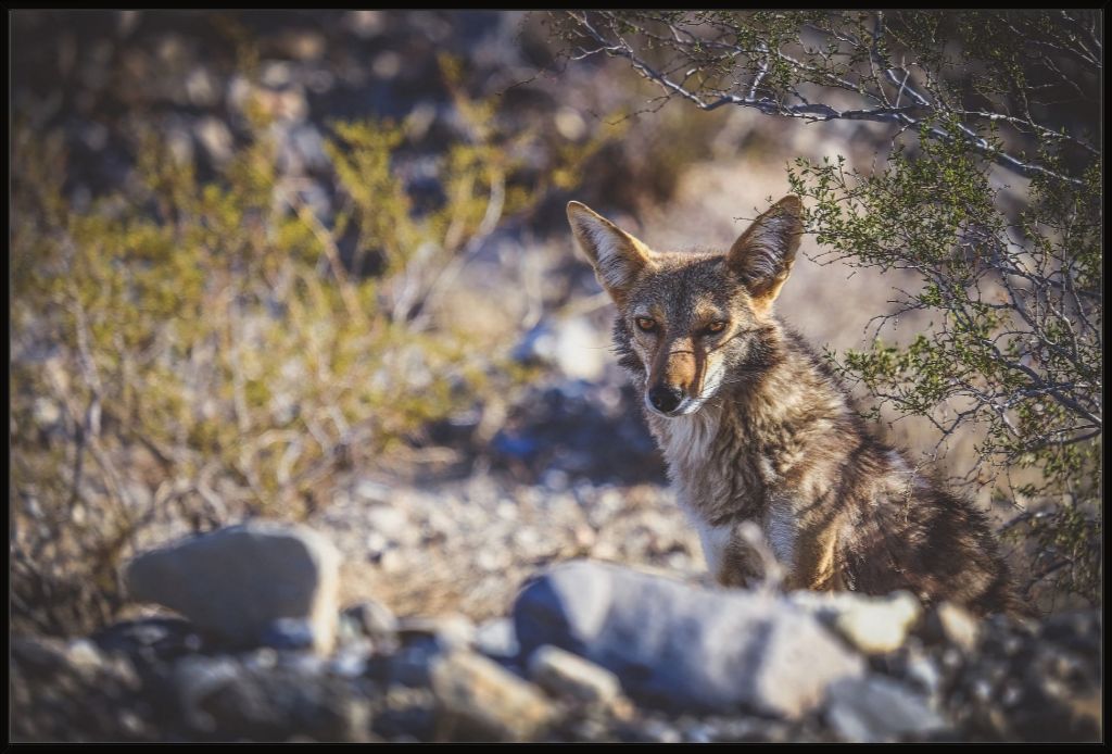 Coyote Gaze