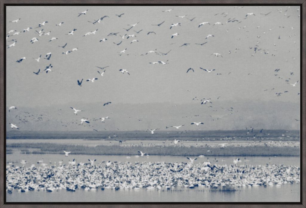 Snow Goose Cyanotype II