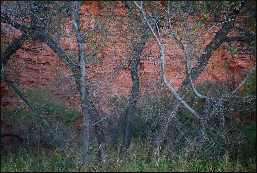 Cottonwoods and Red Rock