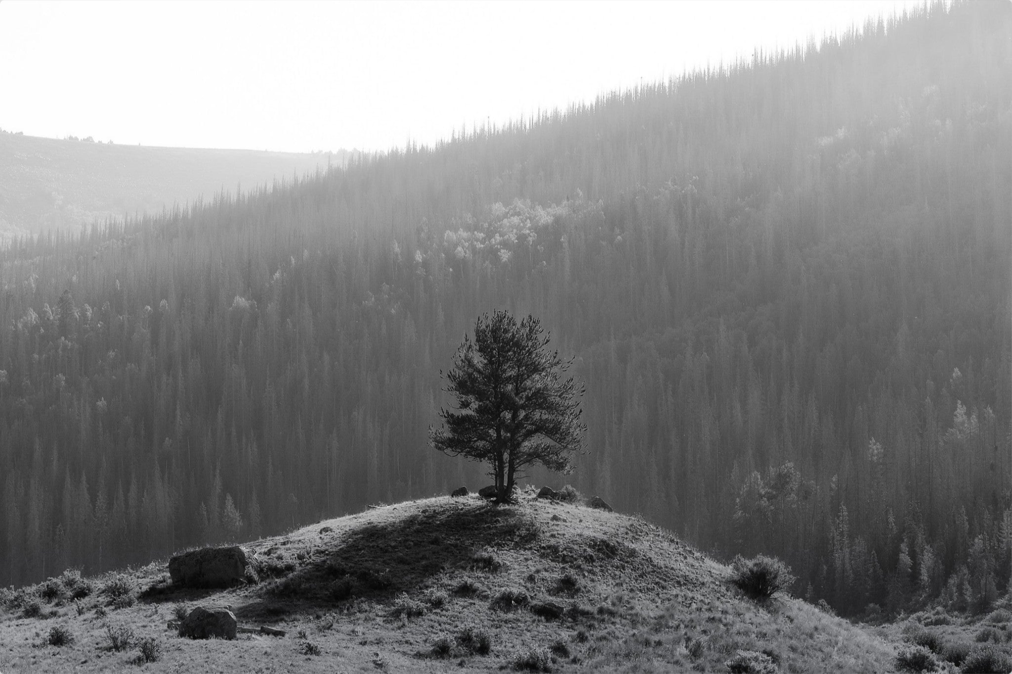 Tree on a Hill
