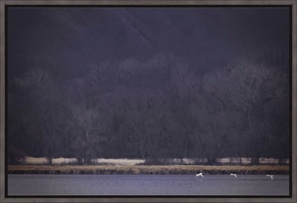 Snow Geese Take Flight