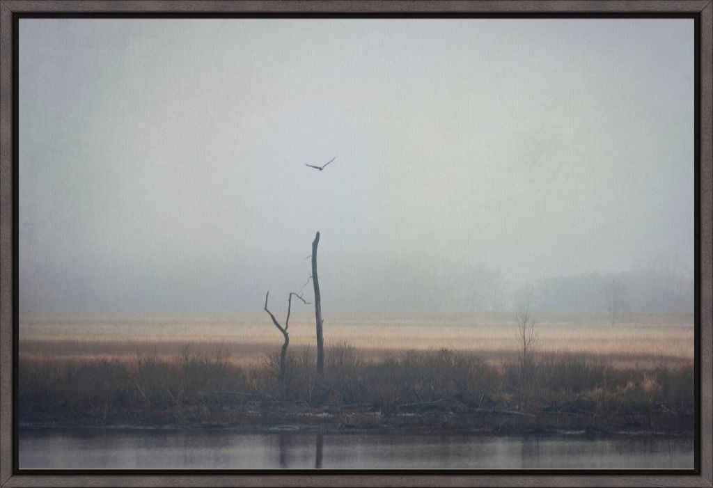 Wetlands Eagle