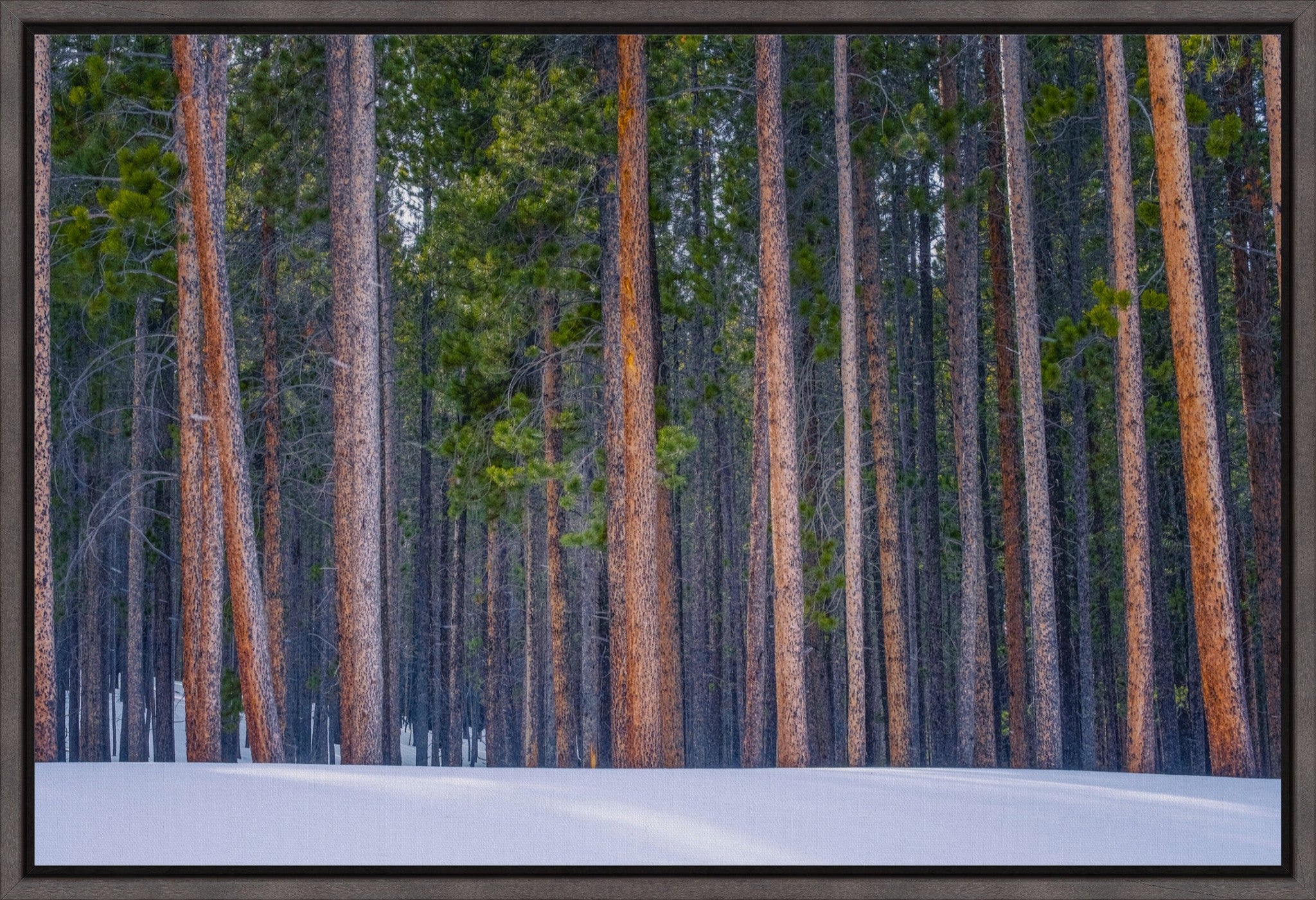 Snowy Pines Horizontal