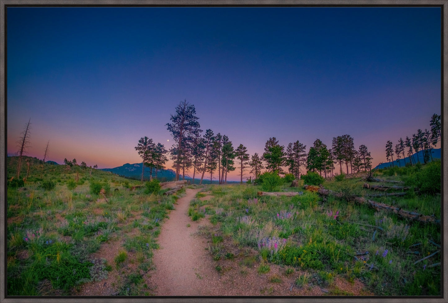 Burn Area Wildflowers II