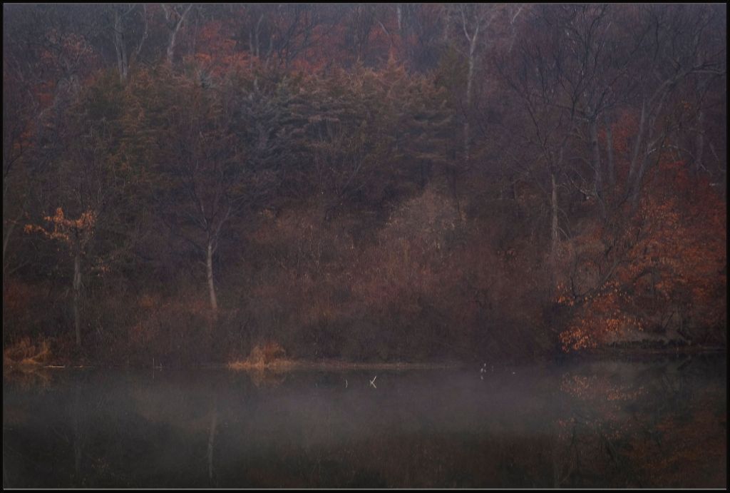 Foggy Winter Woods and Lake