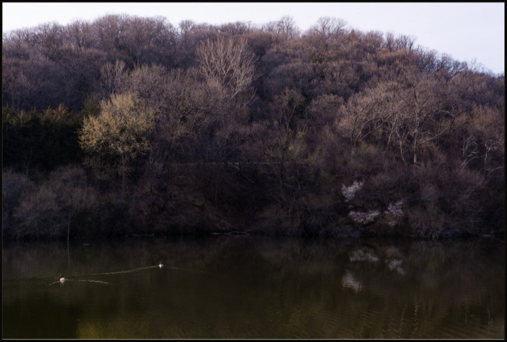 Dogwood Reflections I