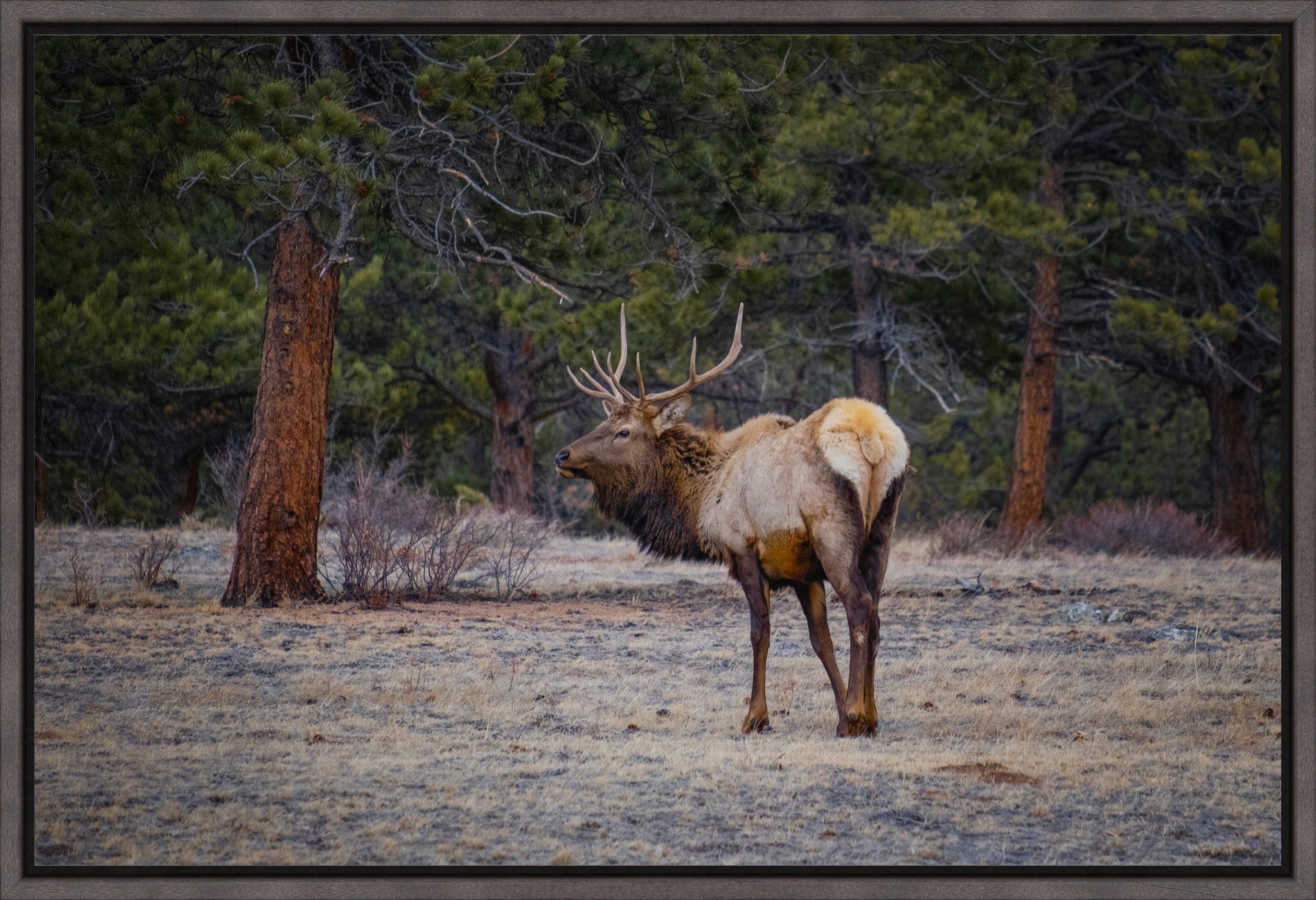 Bull Elk