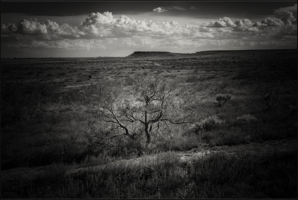 Muleshoe Monochrome