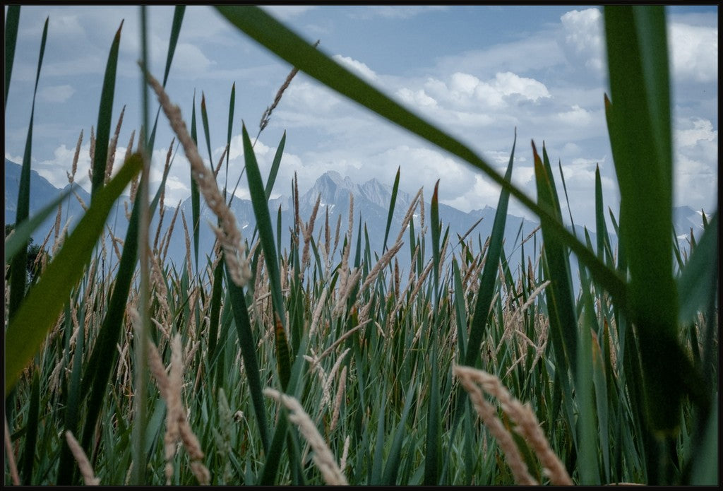 Montana Field