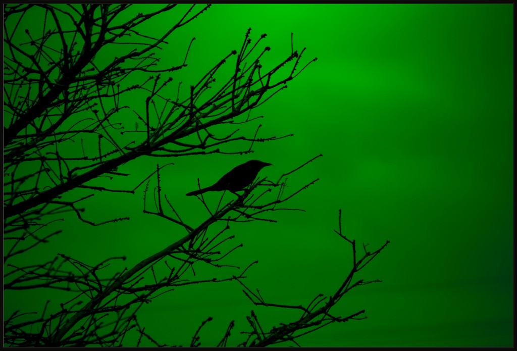 Grackle Silhouette on Green