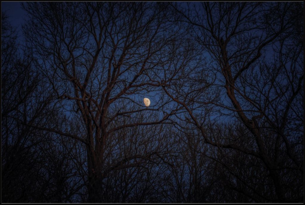 Winter Moon