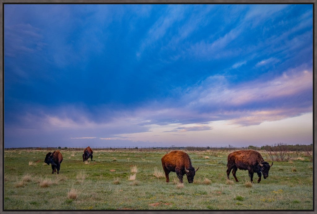 Caprock Bison at Sunset