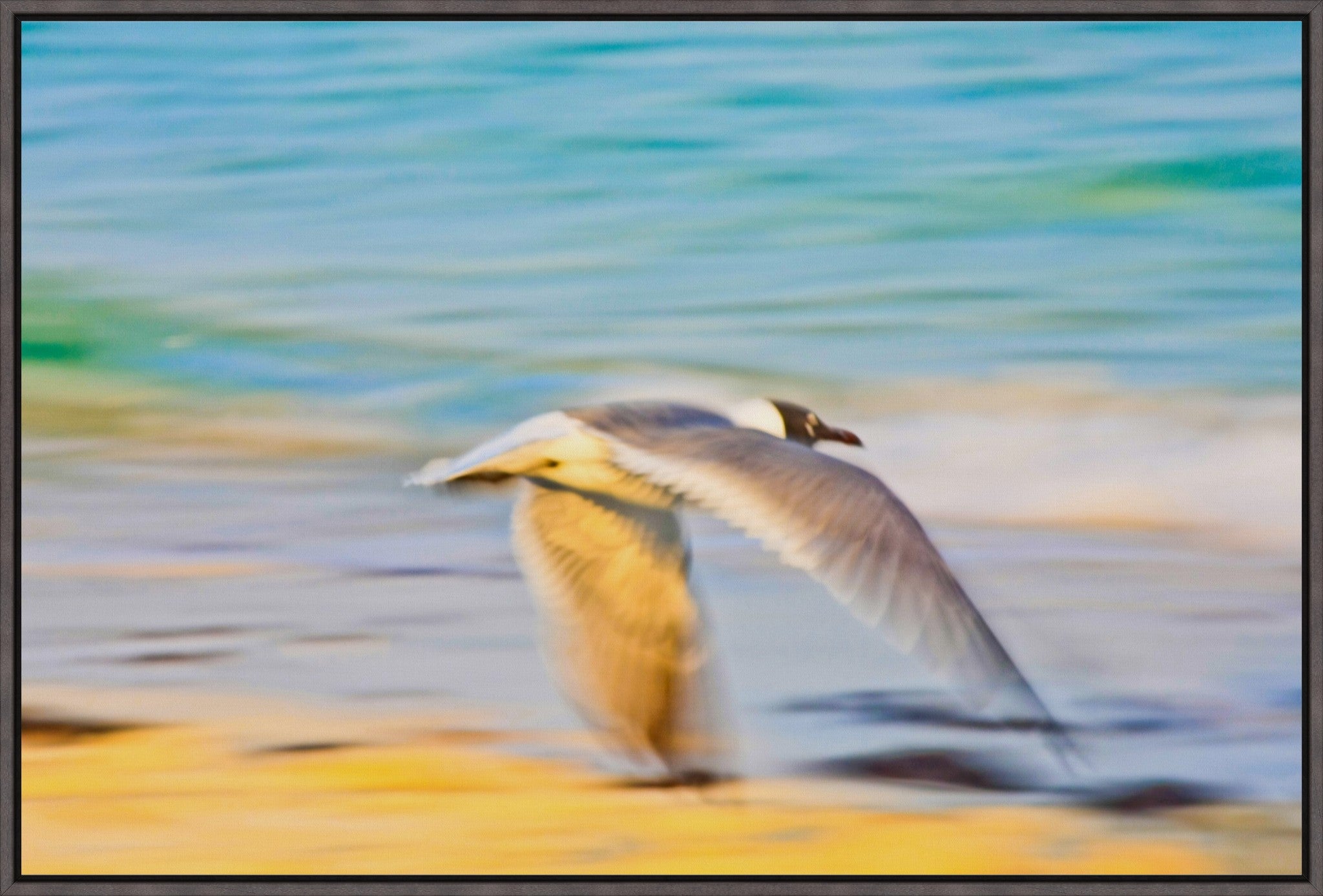 Grand Bahama Gull No. 3
