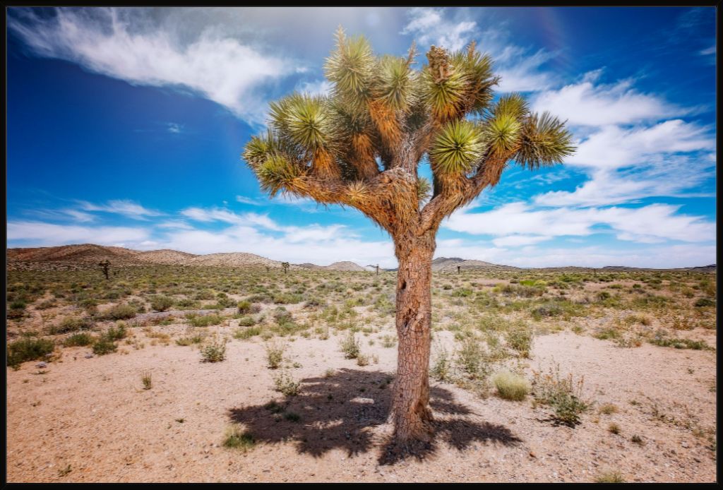 Joshua Tree