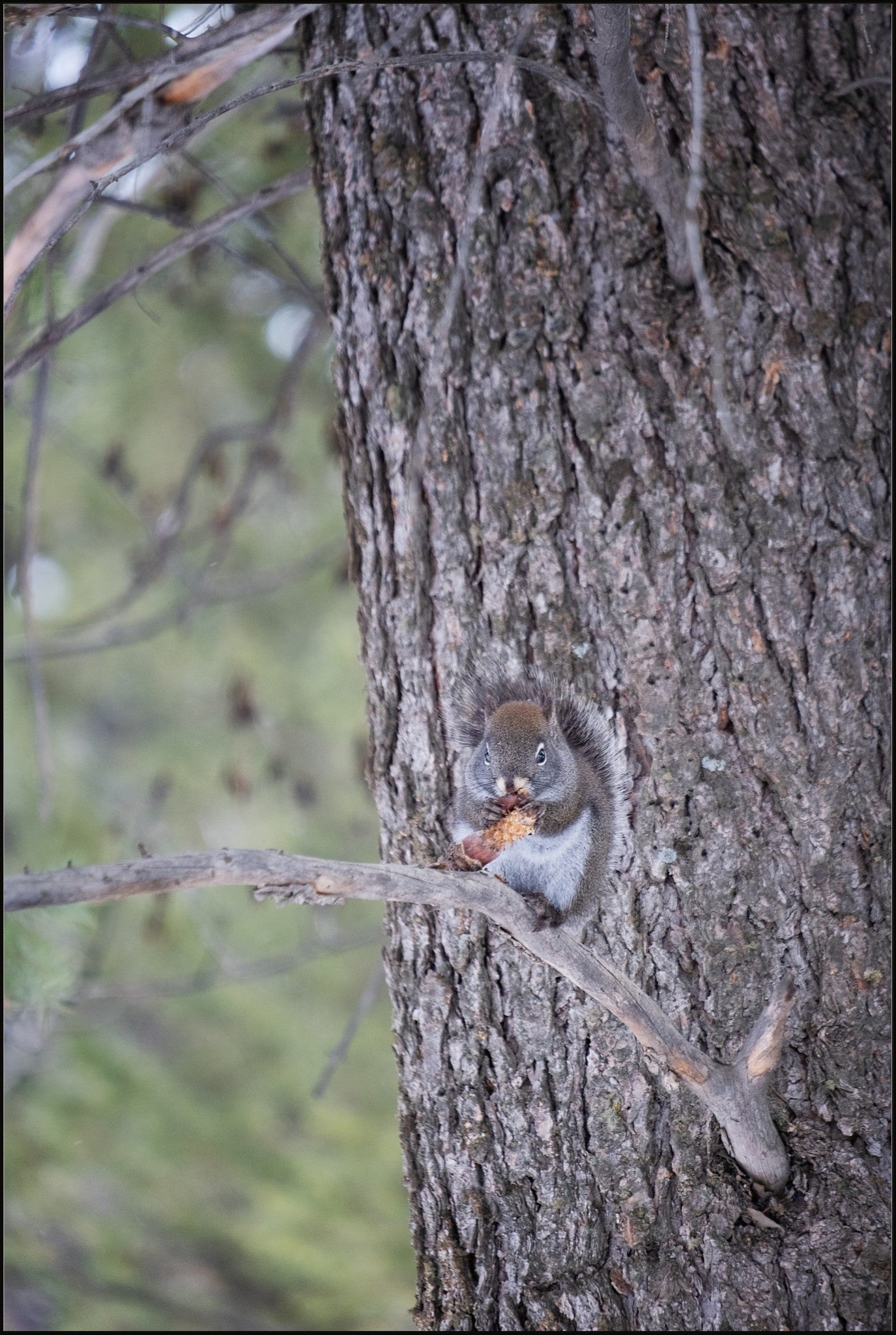 Squirrel & Pine Cone II